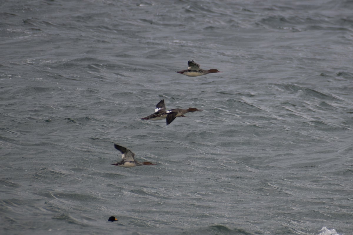 Red-breasted Merganser - ML646223781