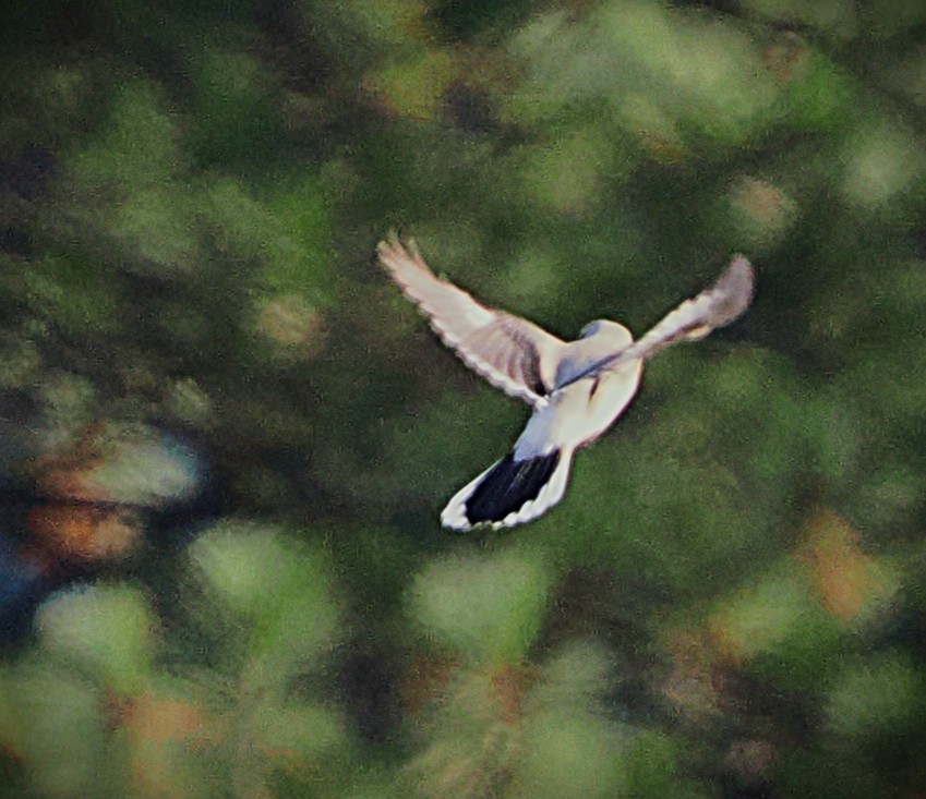 ťuhýk severní - ML646223784