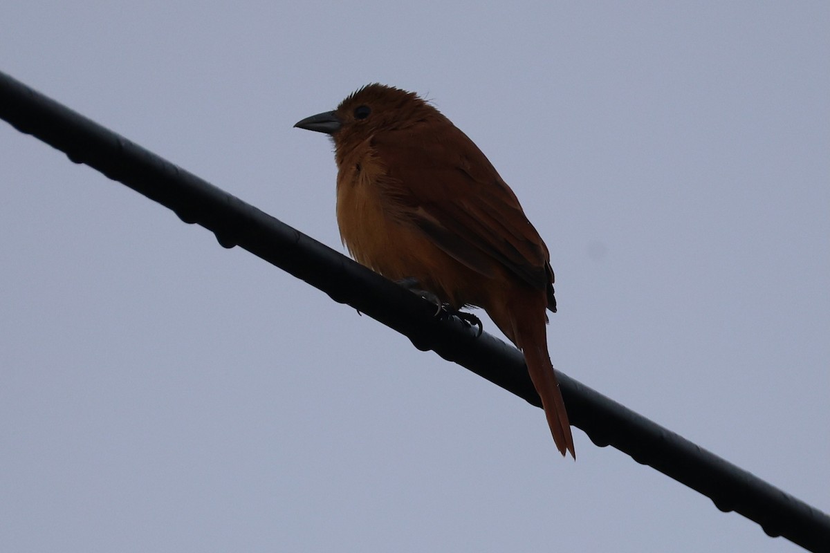 White-lined Tanager - ML646223786