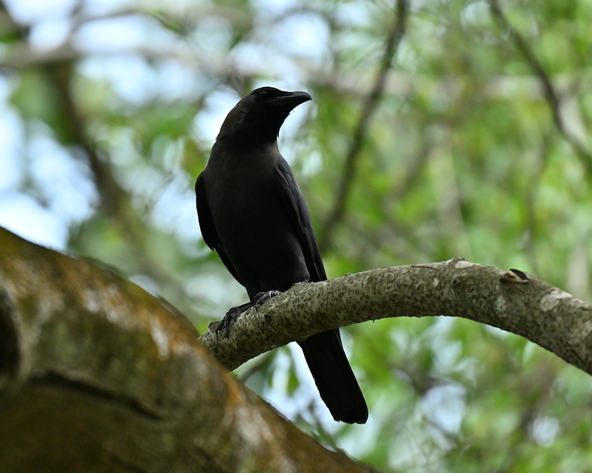 vrána domácí - ML646223787