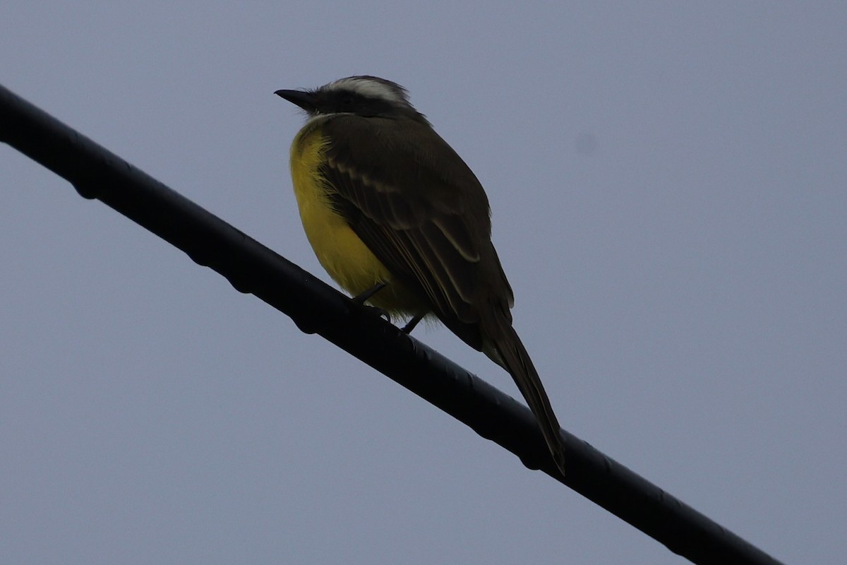 Sosyal Tiran - ML646223788