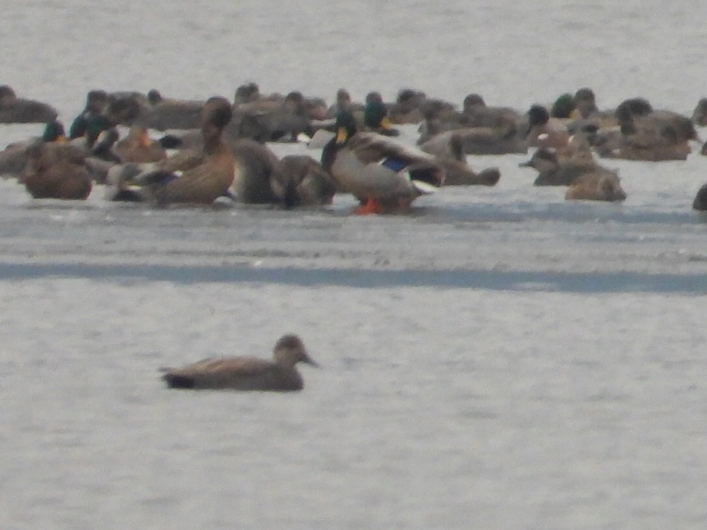 Нерозень - ML646223789