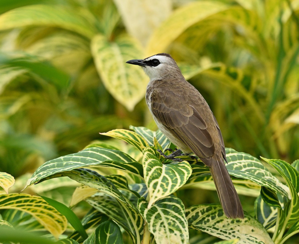 Yellow-vented Bulbul - ML646223792