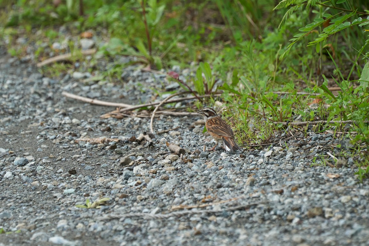 Bruant à longue queue - ML646223793
