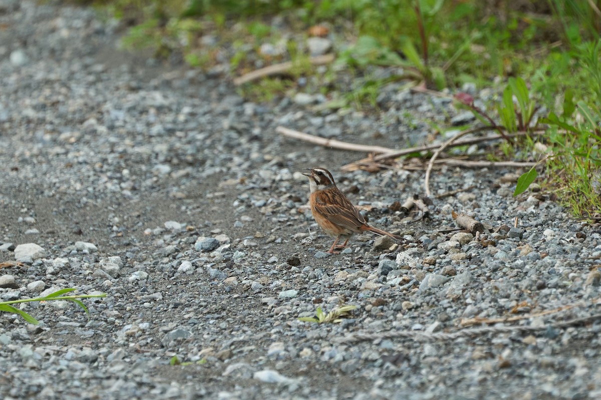 Bruant à longue queue - ML646223795