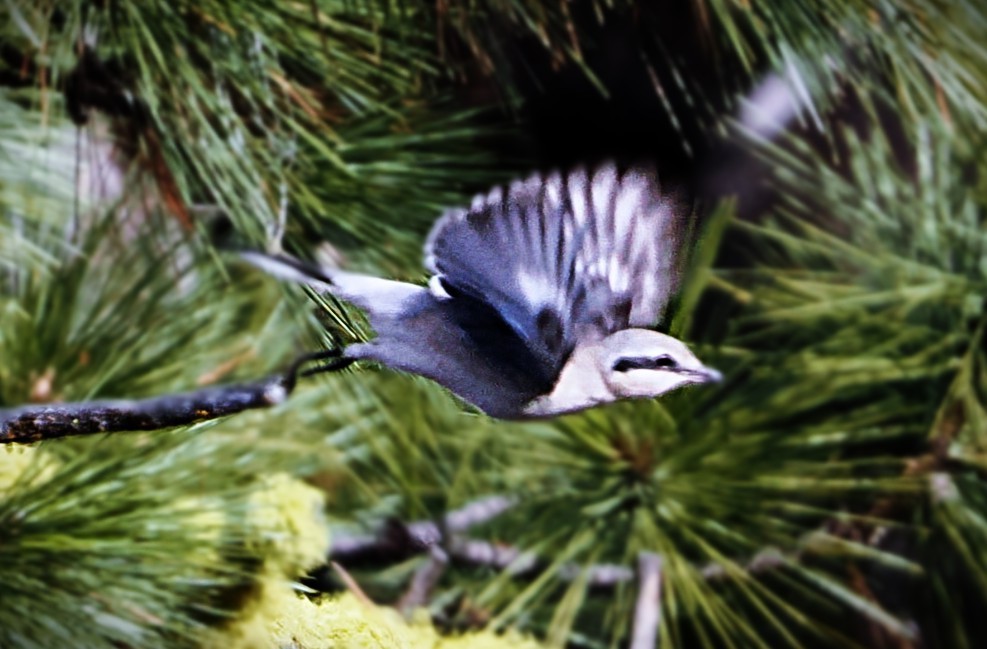 ťuhýk severní - ML646223797