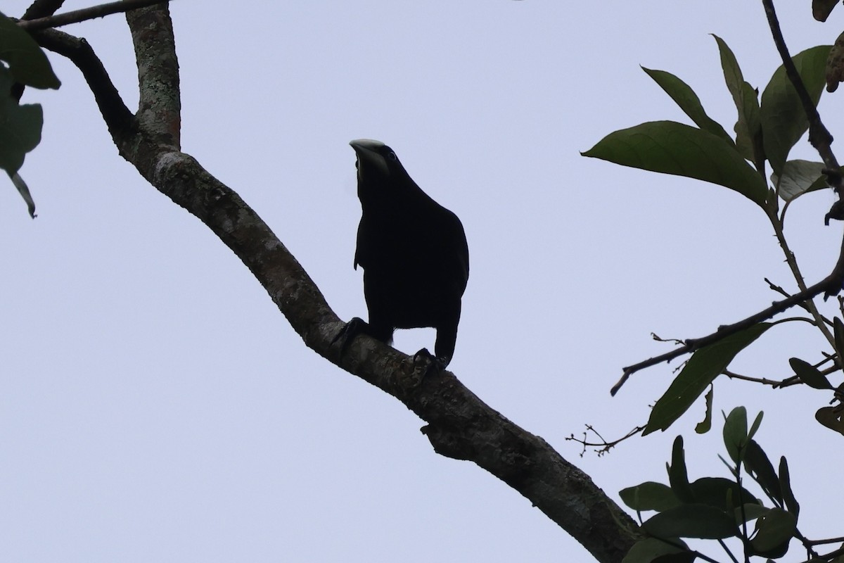 Chestnut-headed Oropendola - ML646223803