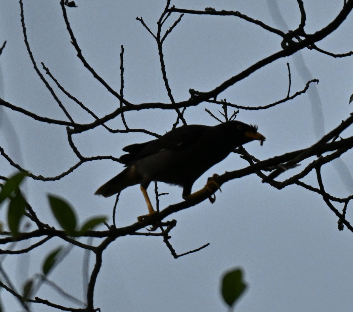 majna jávská - ML646223804