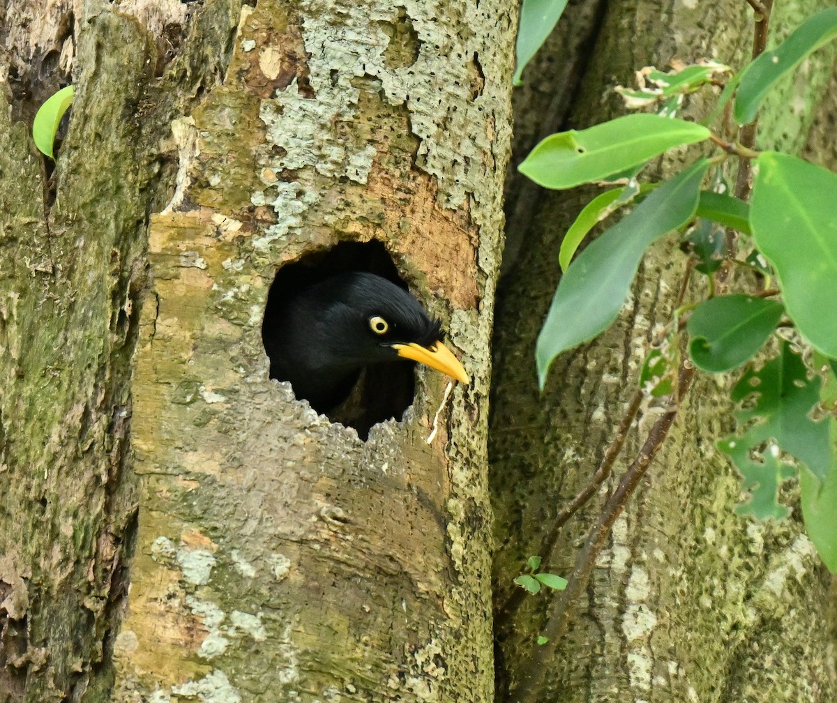 majna jávská - ML646223805