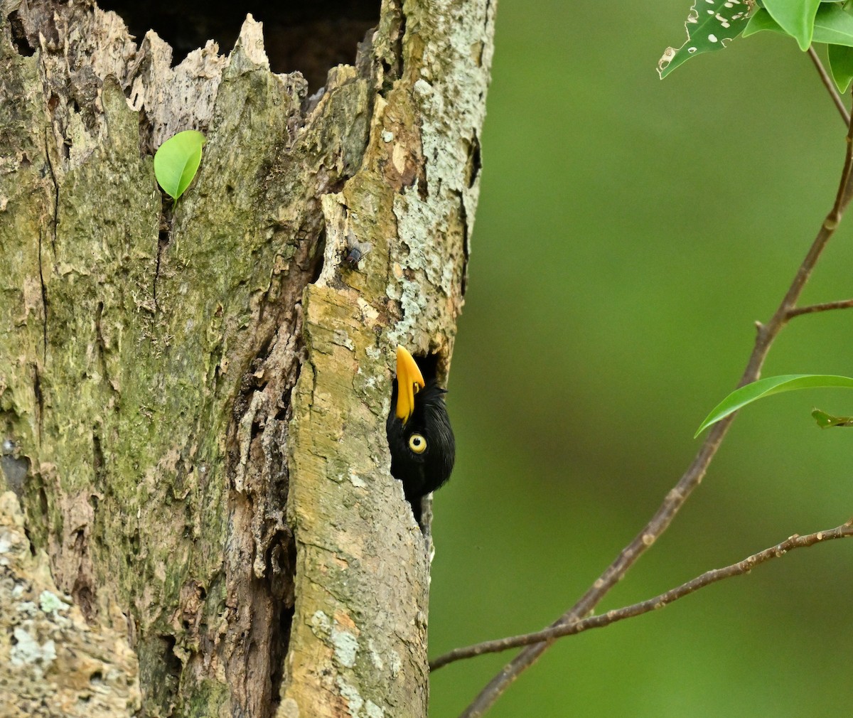 majna jávská - ML646223806