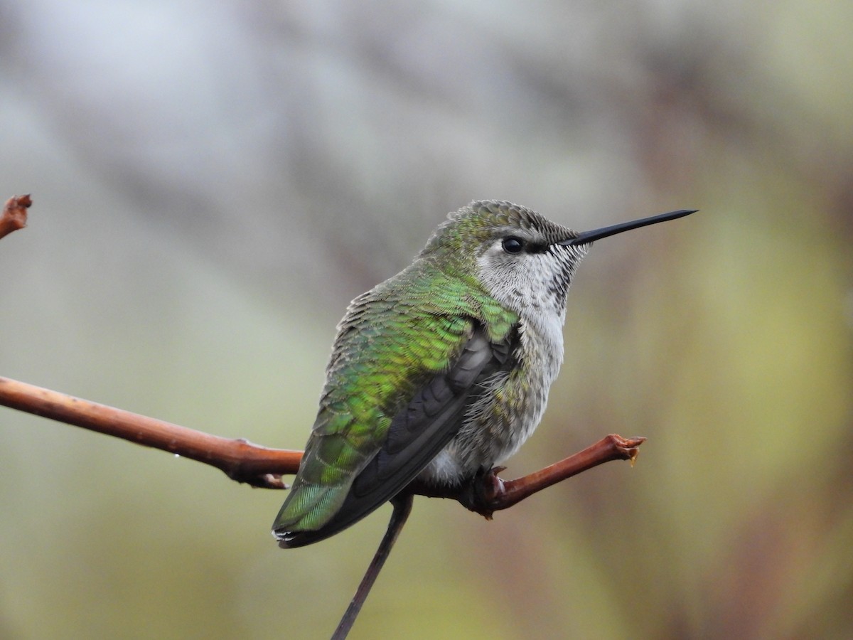 Anna's Hummingbird - ML646223809