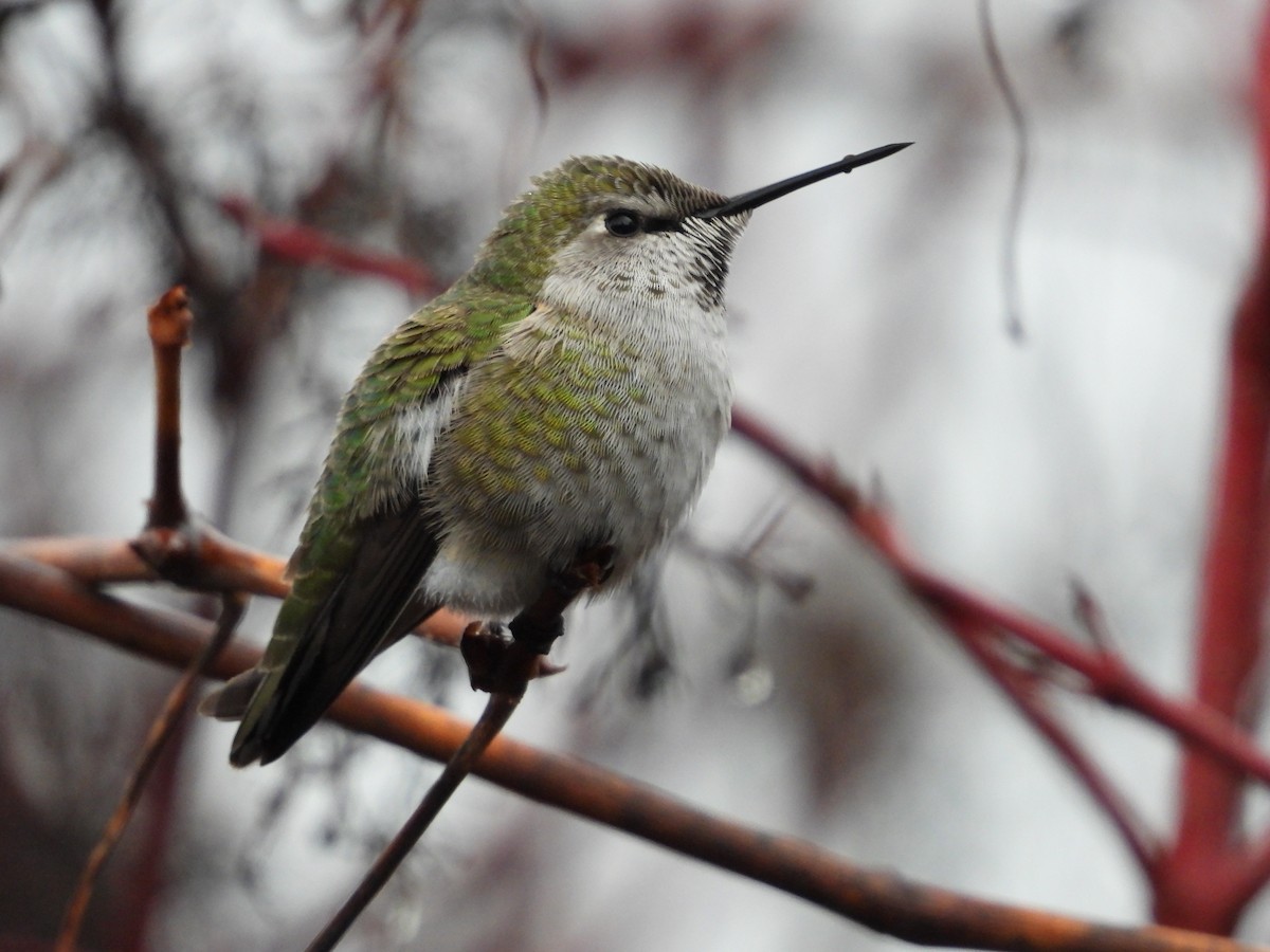 Anna's Hummingbird - ML646223810