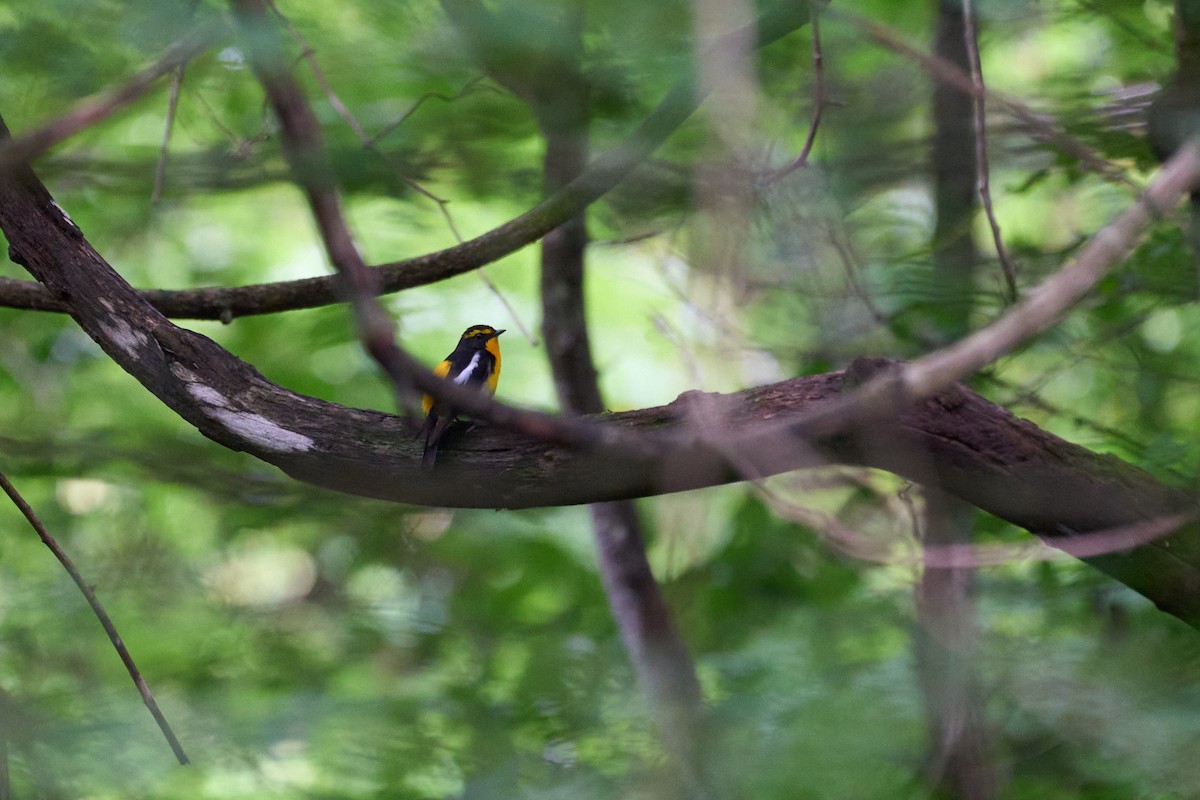 黃眉黃鶲 - ML646223811