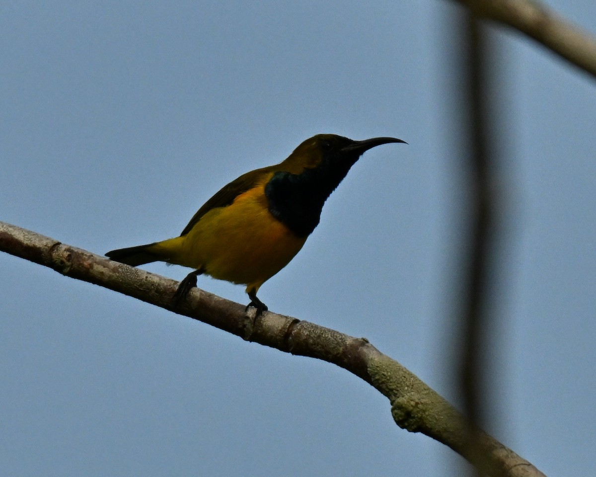 strdimil zdobený - ML646223814