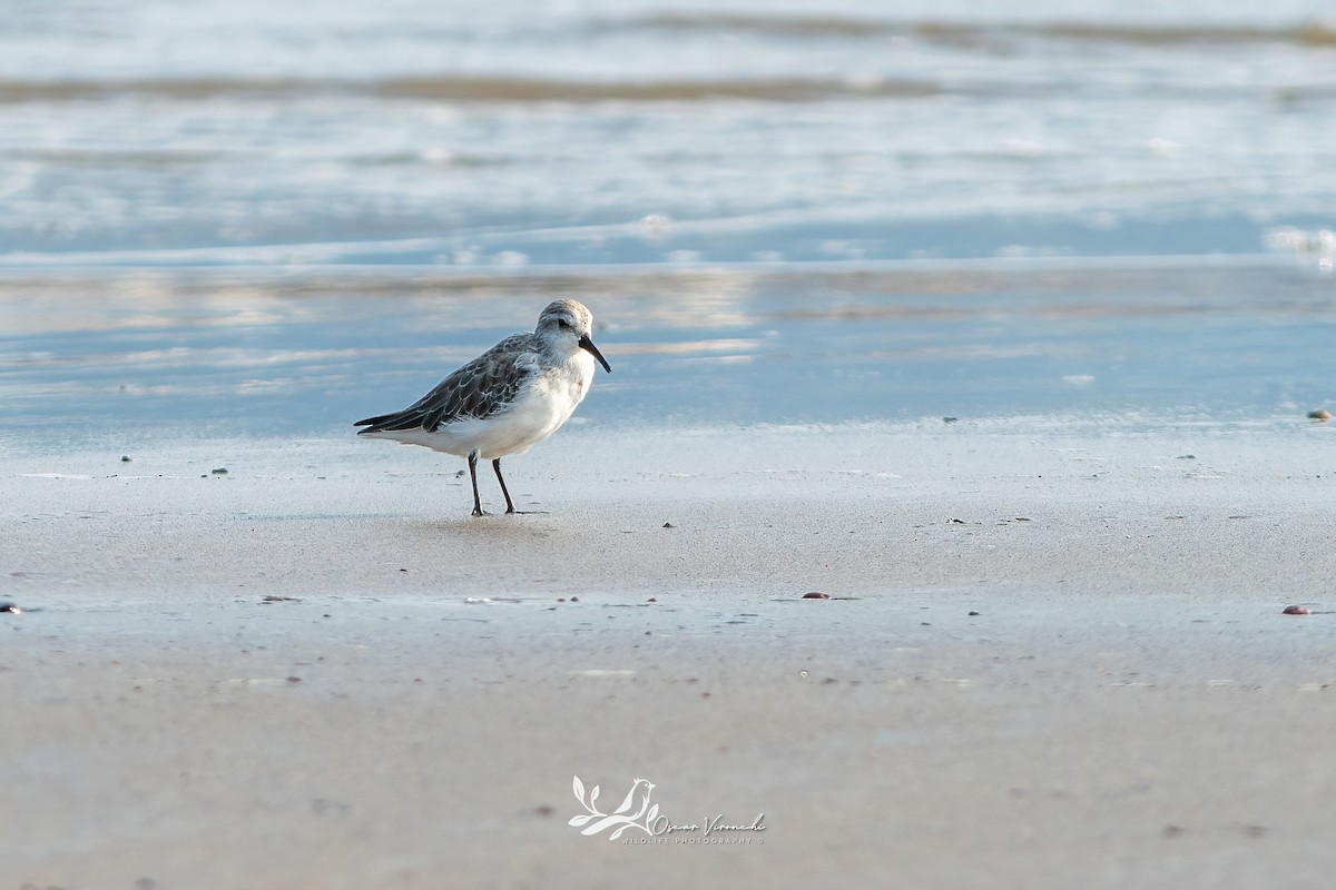 Txirri zuria - ML646223816