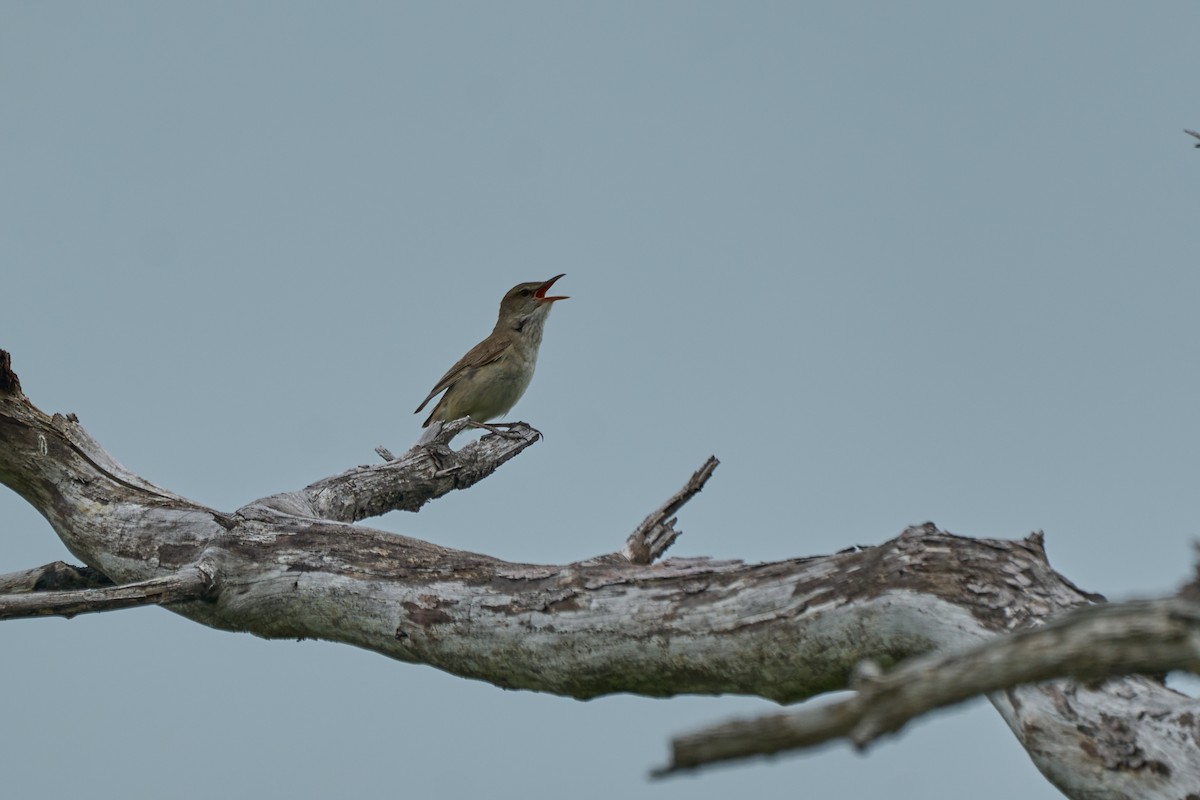 Rousserolle d'Orient - ML646223817