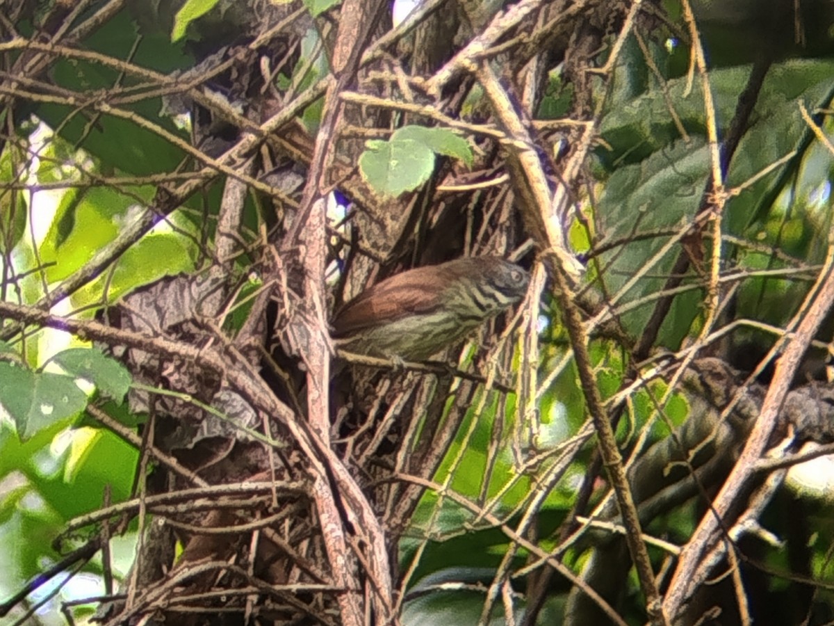 Bold-striped Tit-Babbler - ML646223818