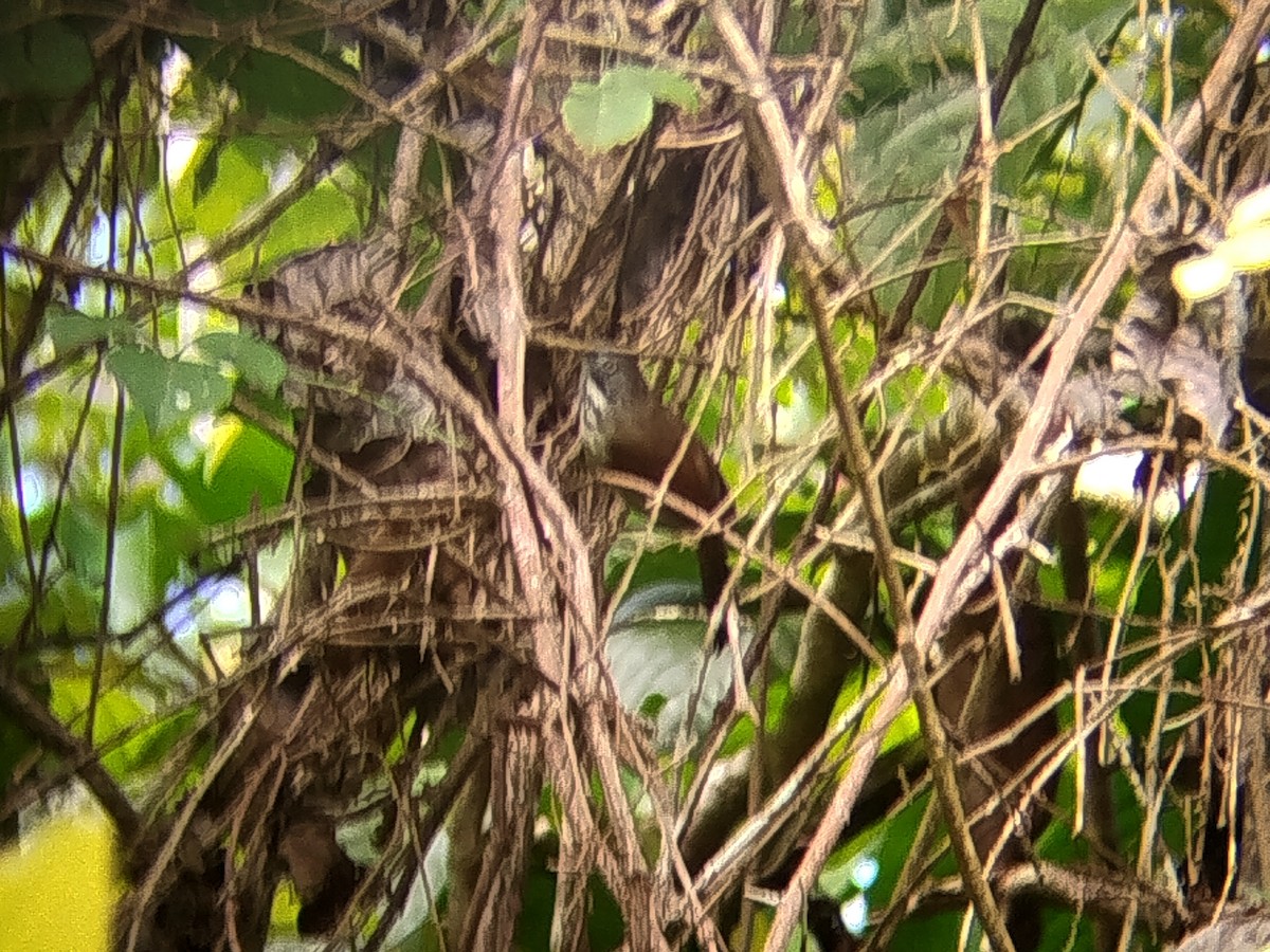 Bold-striped Tit-Babbler - ML646223819