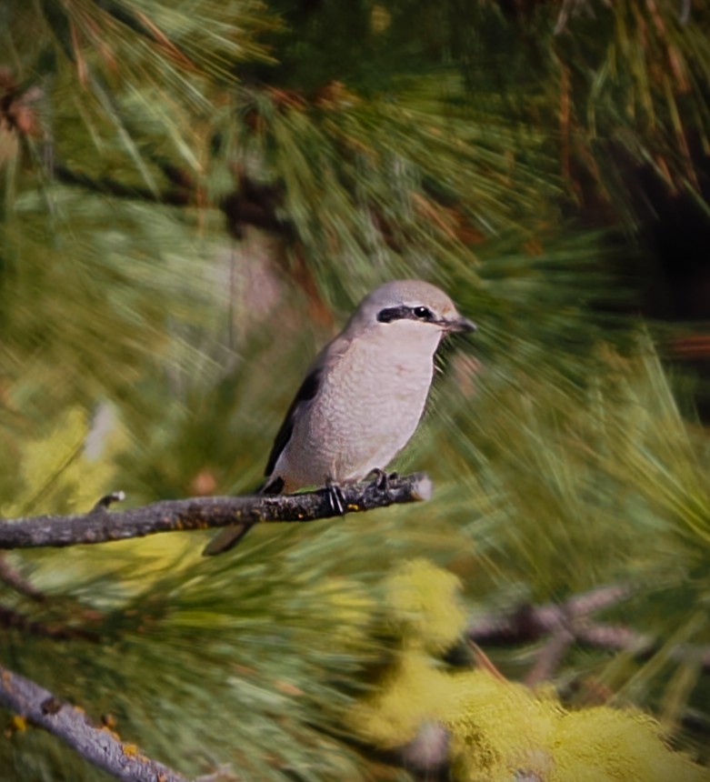 ťuhýk severní - ML646223820