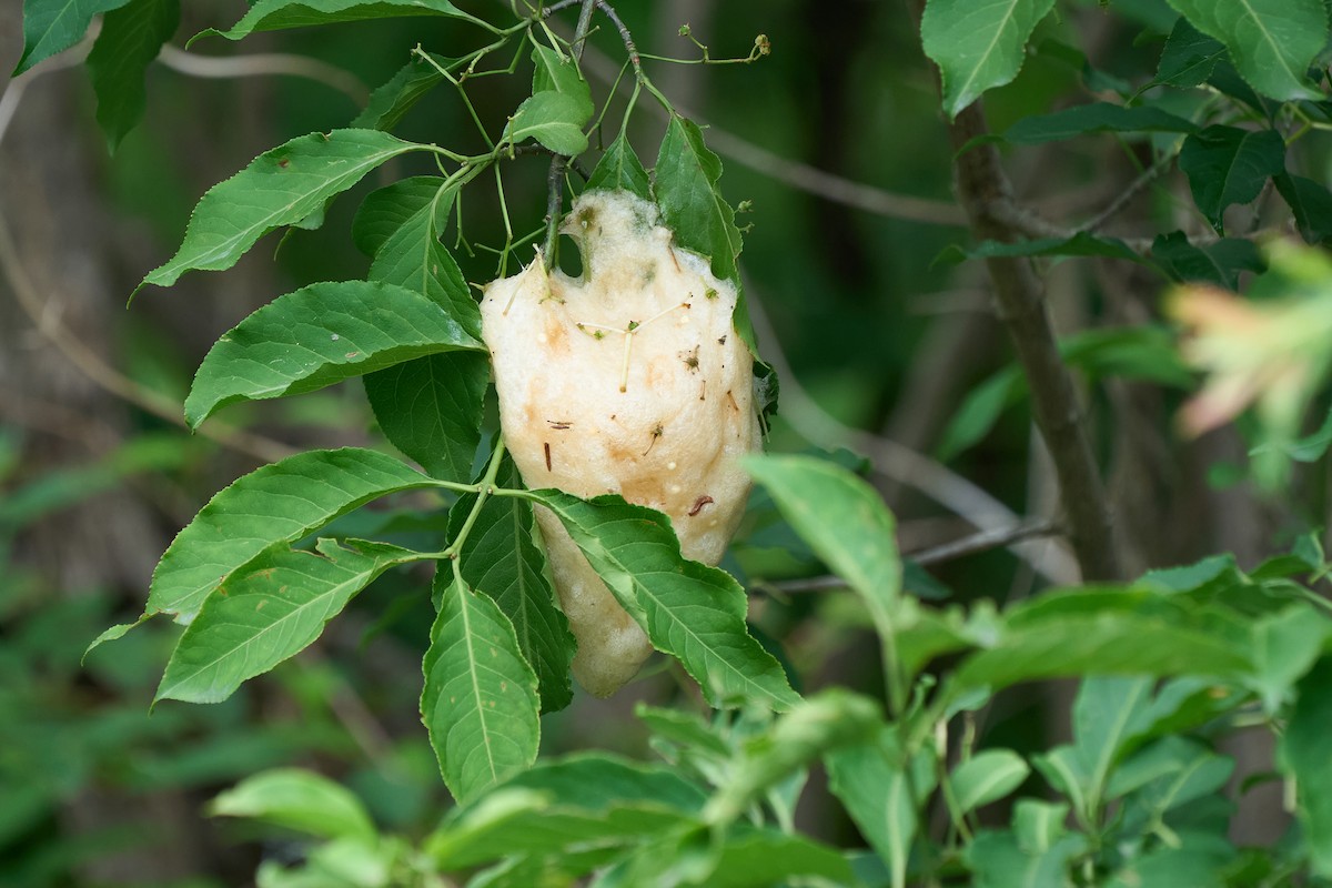 Animaux - ML646223829