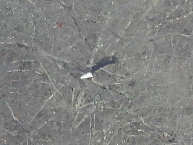 Pygargue à tête blanche - ML646223831