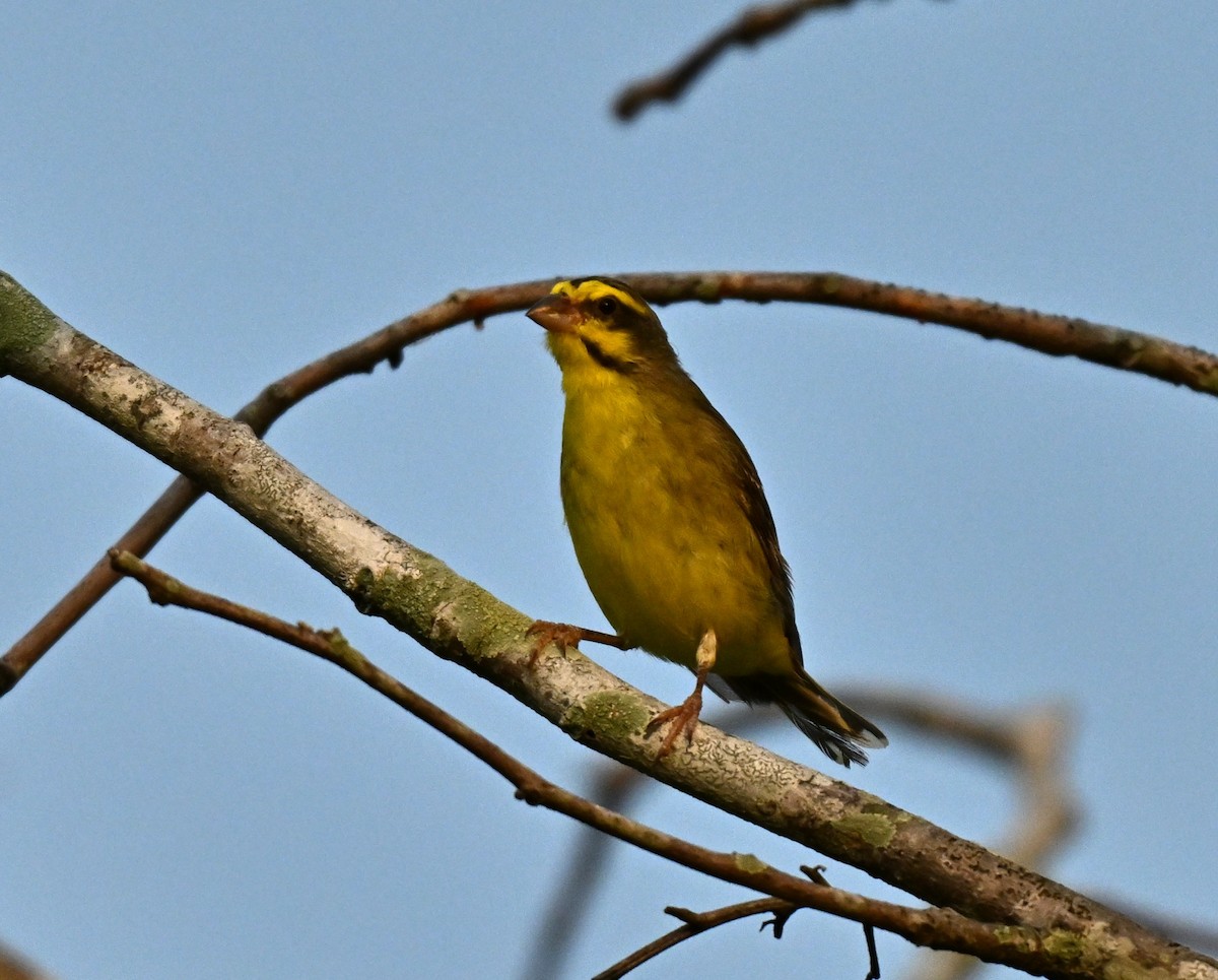 zvonohlík žlutočelý - ML646223841