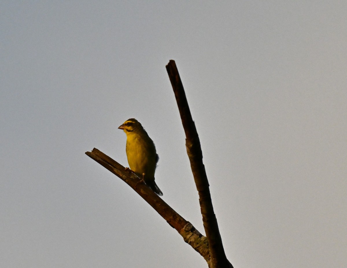 zvonohlík žlutočelý - ML646223842