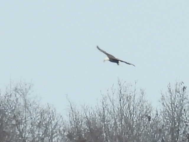 Pygargue à tête blanche - ML646223843