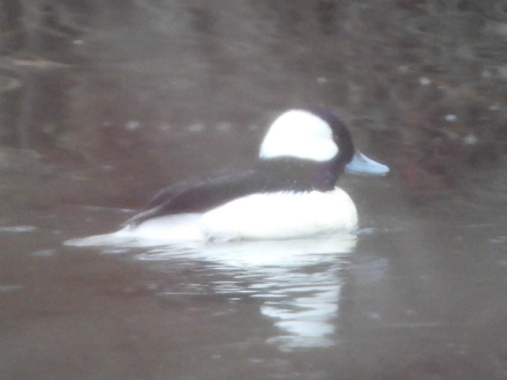 Гоголь-головастик - ML646223848