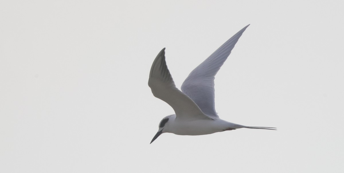 Forster's Tern - ML646223851