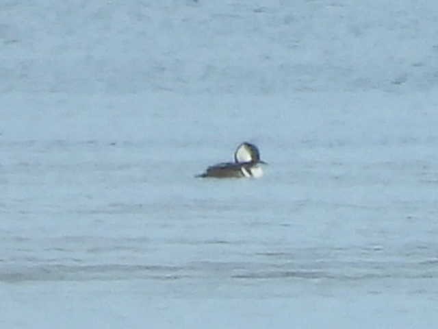 Капюшоновый крохаль - ML646223855