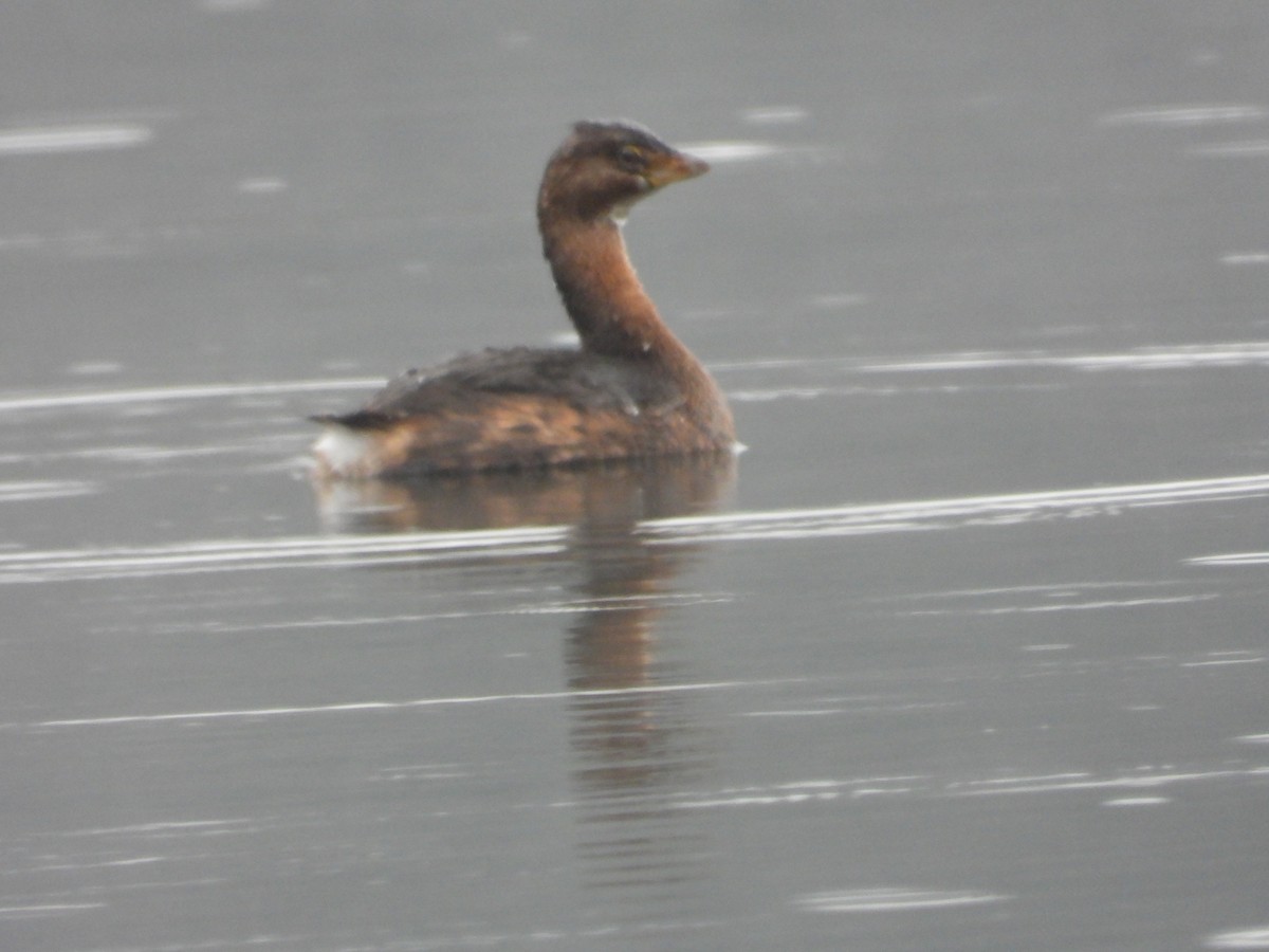Pied-billed Grebe - ML646223856