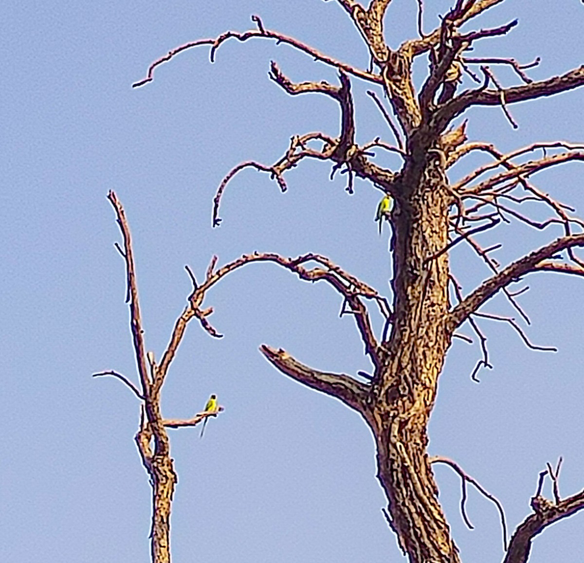 alexandr malý - ML646223886