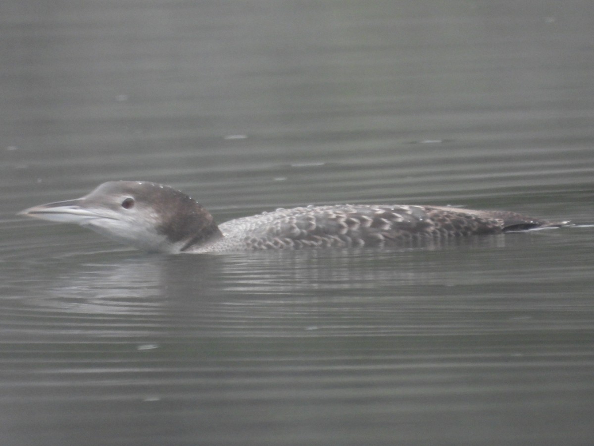 Common Loon - ML646223888