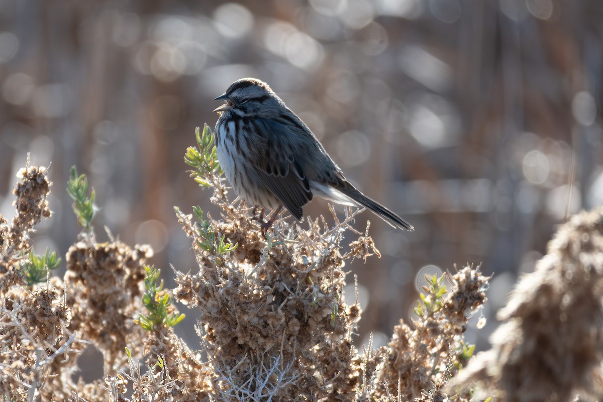 Song Sparrow - ML646223889