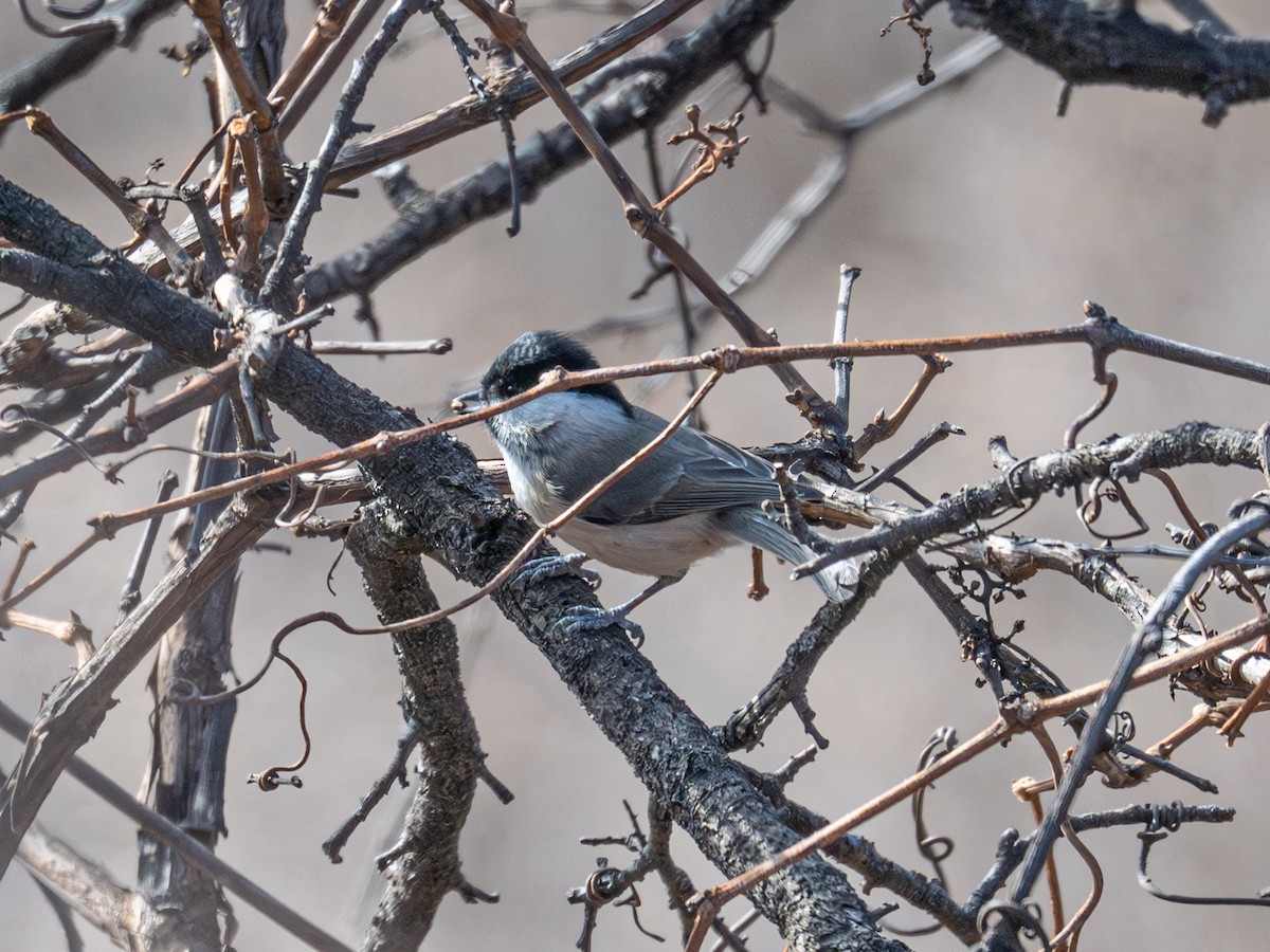 Mésange boréale - ML646223890