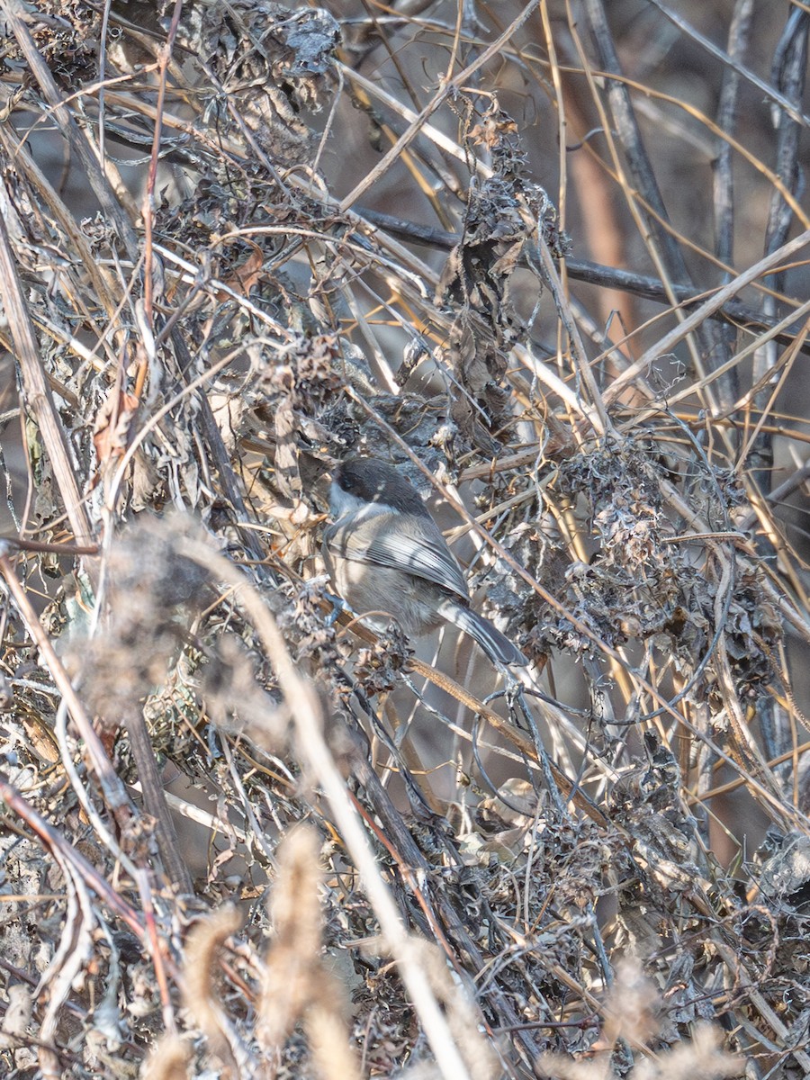 Mésange boréale - ML646223891