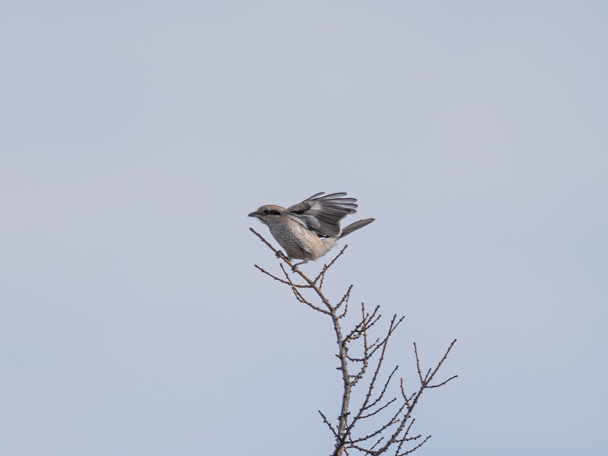 ťuhýk severní - ML646223893