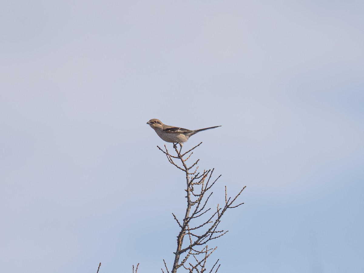 ťuhýk severní - ML646223895