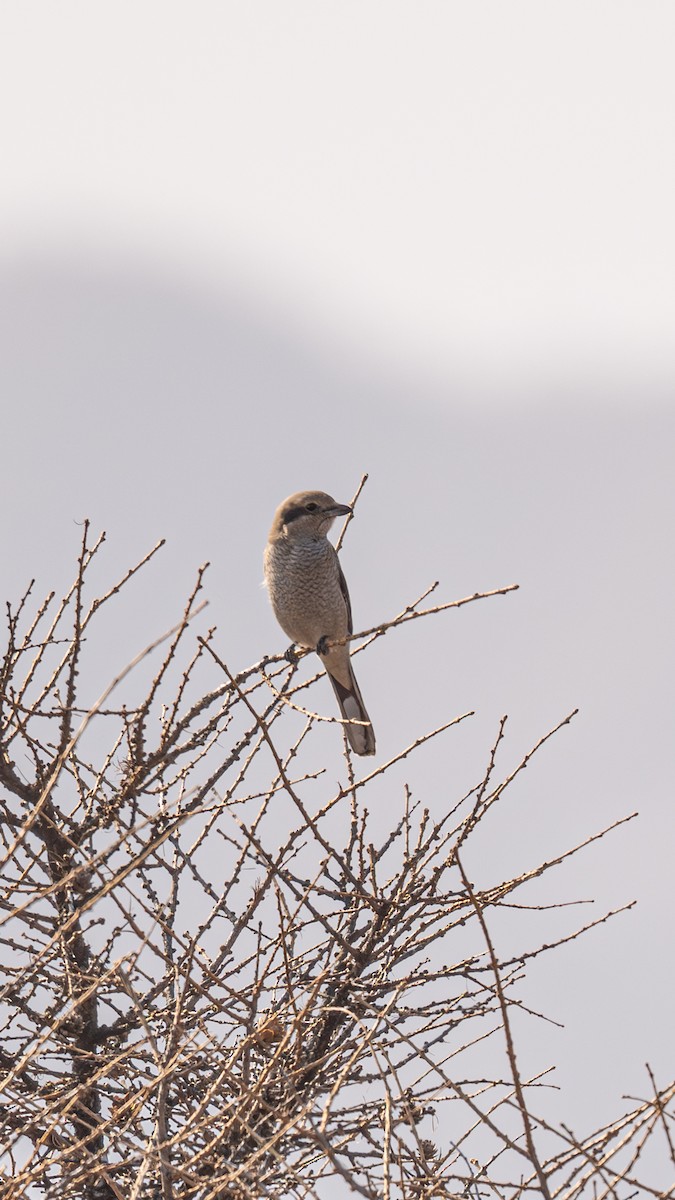 ťuhýk severní - ML646223896