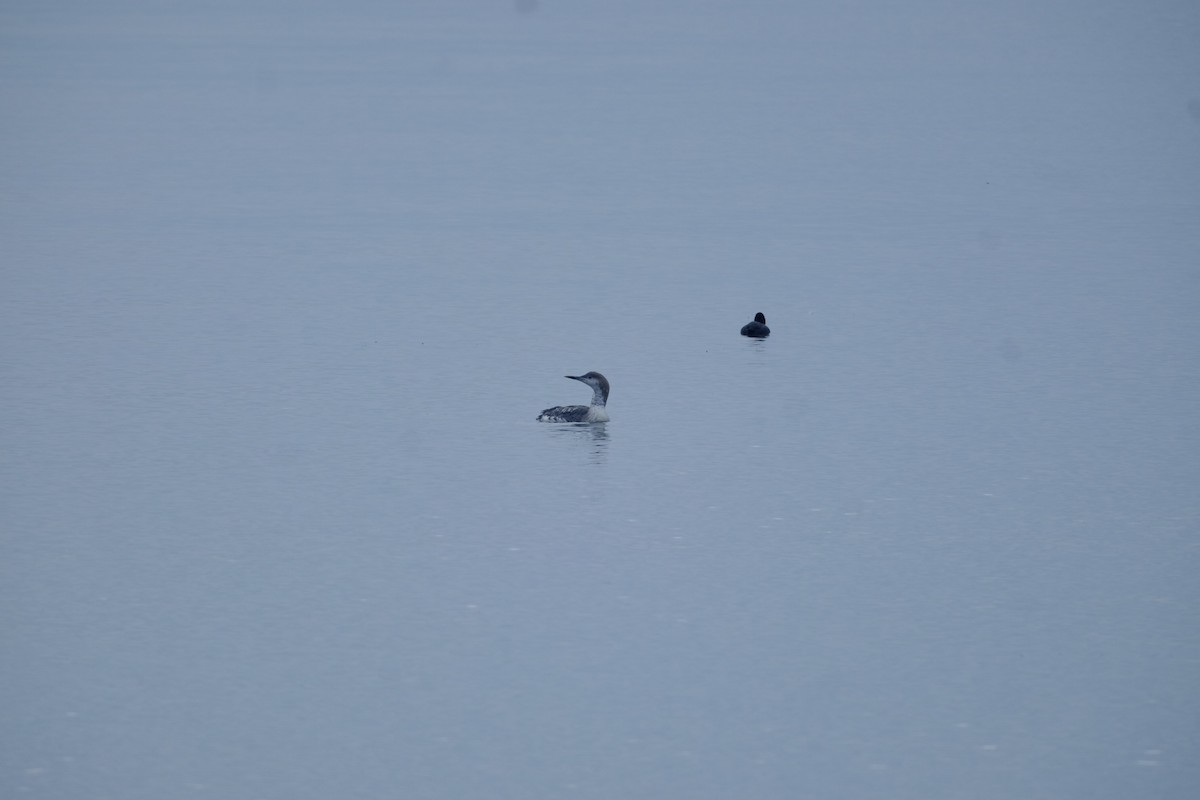 Arctic Loon - ML646223900