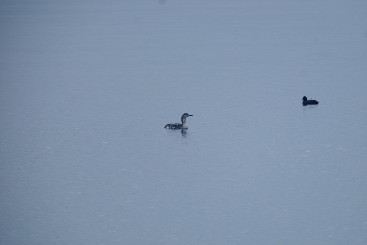 Arctic Loon - ML646223901