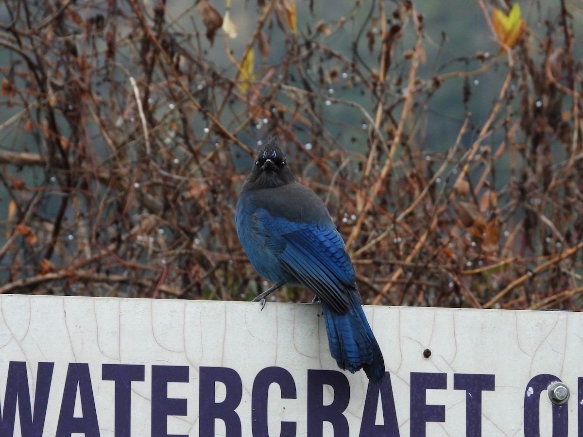 Steller Kargası - ML646223902