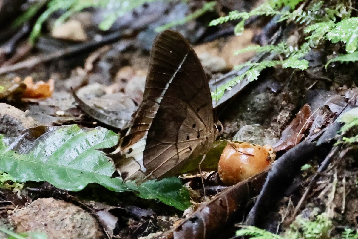 Animals - ML646223914