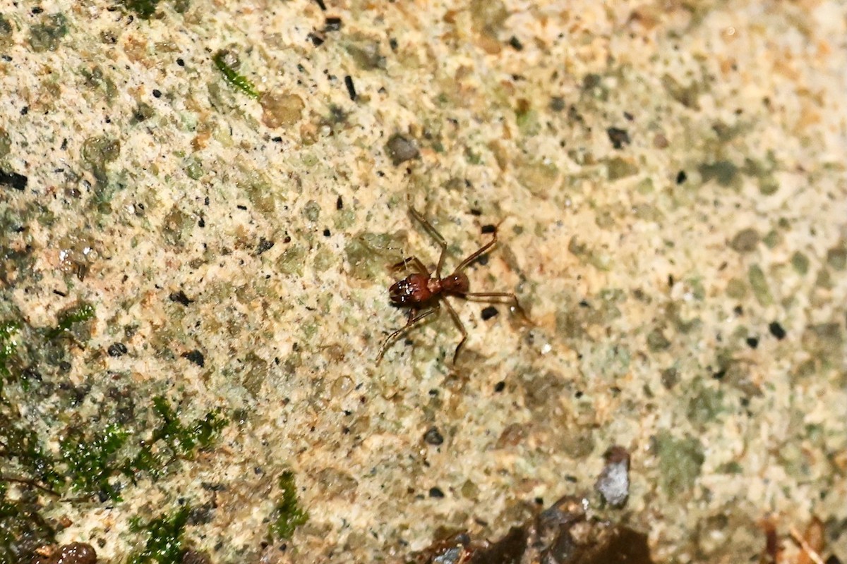 Animals - ML646223915