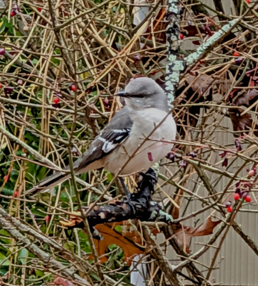 Northern Mockingbird - ML646223920