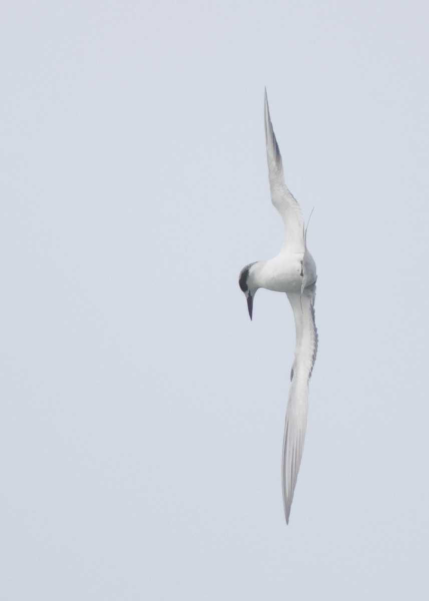 Forster's Tern - ML646223921