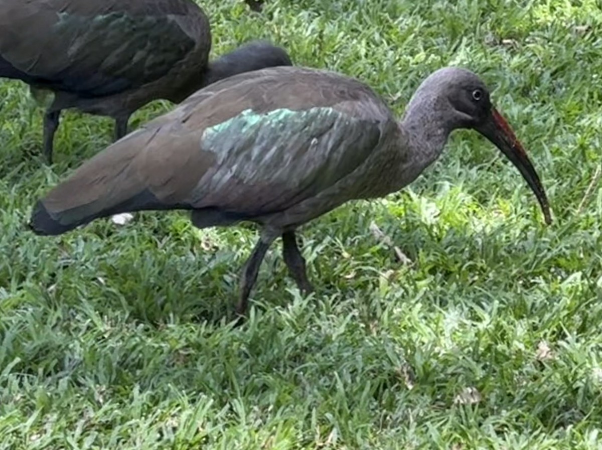 Hadada Ibis - ML646223923