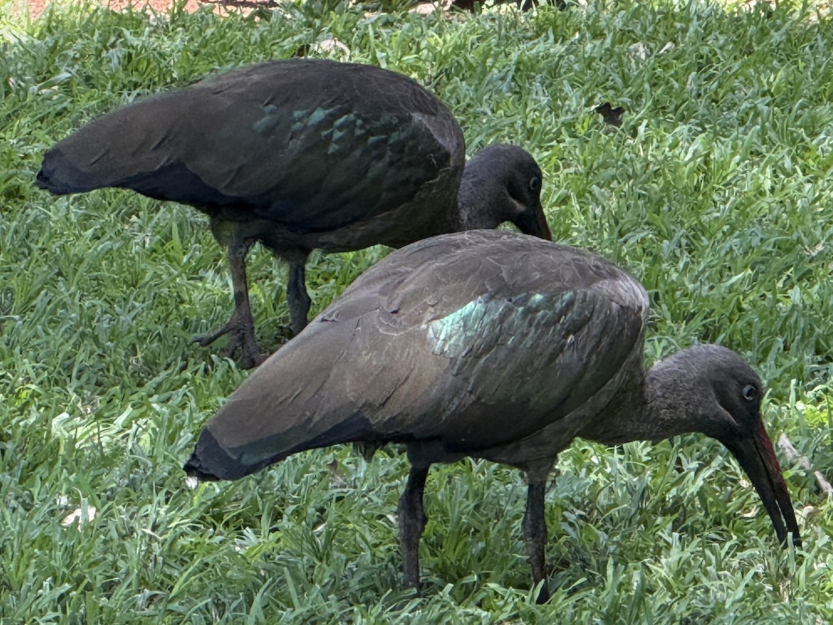 Hadada Ibis - ML646223924