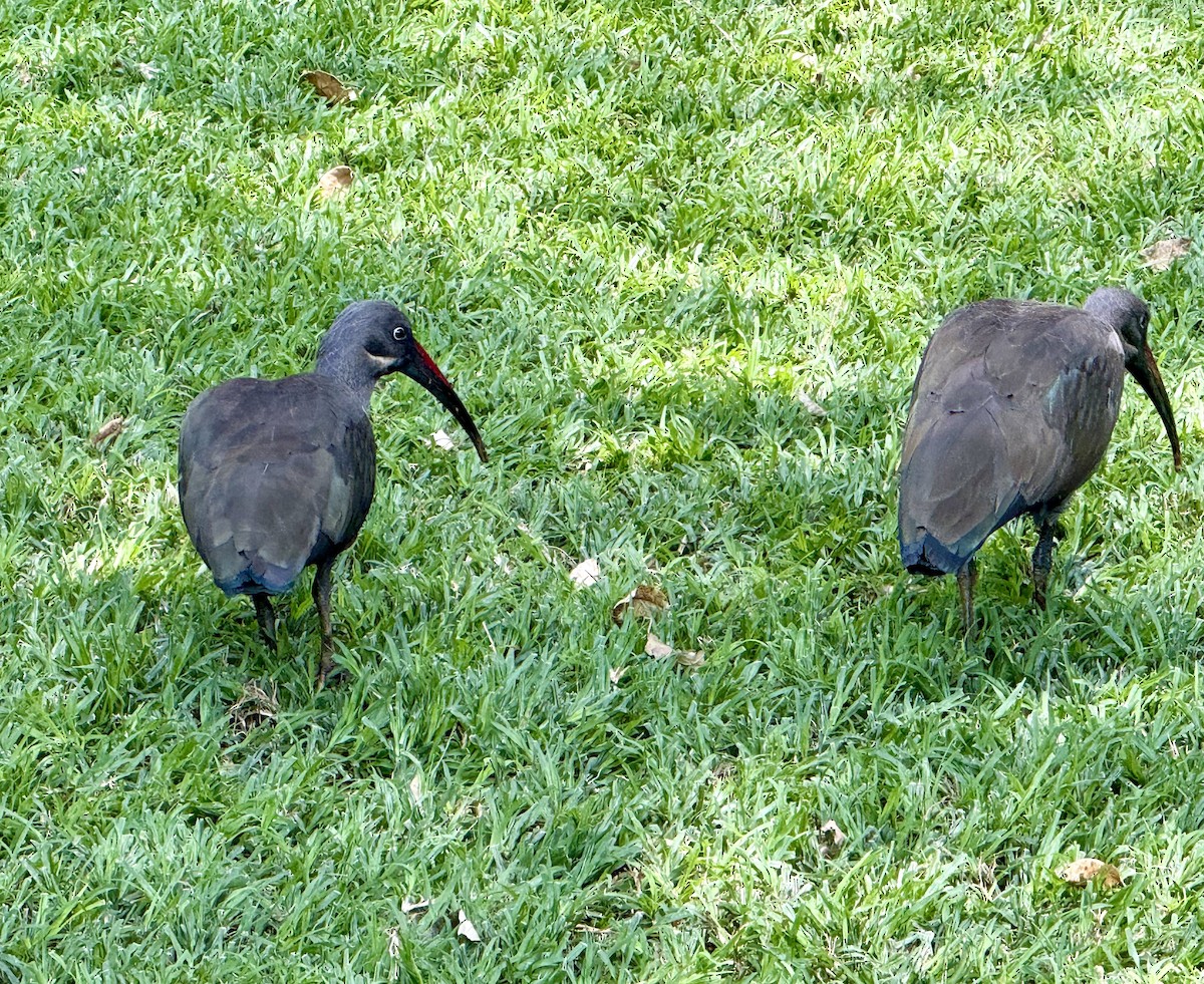 Hadada Ibis - ML646223925